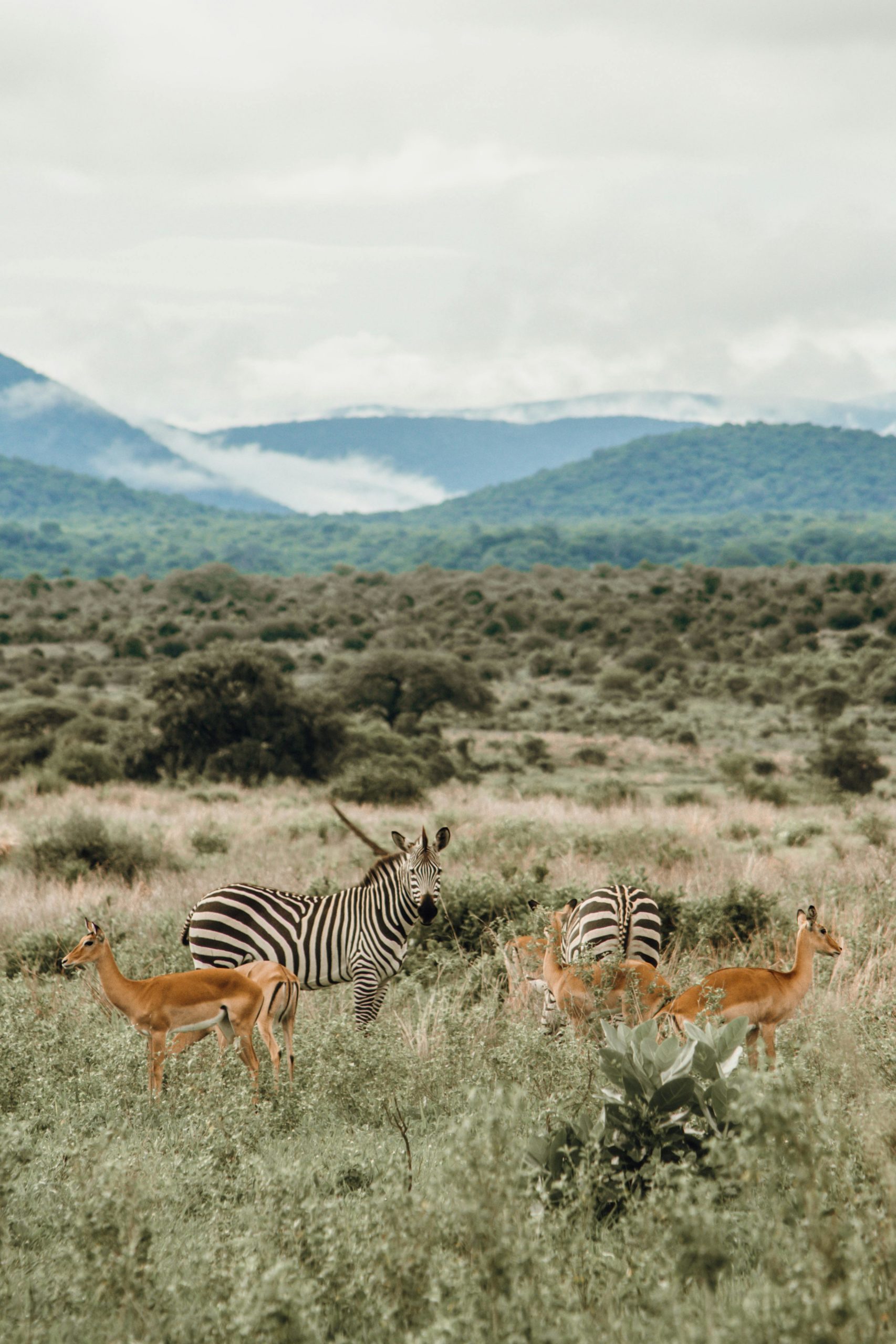 Kenya's Safari Landscape: A Guide to the Country's Most Spectacular Ecosystems