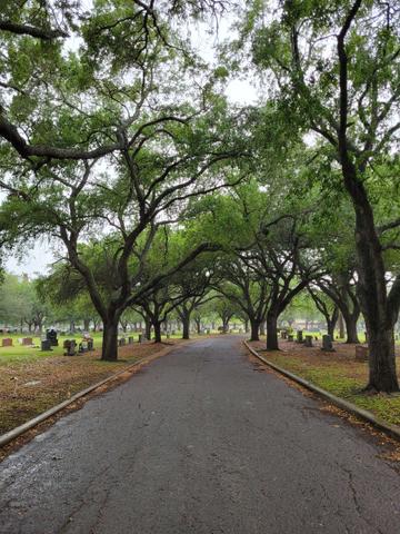Large oaks lining the paths in the cemetery create a songbird haven