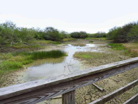 Alligator Pond during drought