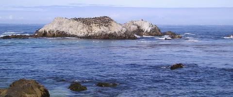 Bird Rock with Brandt's Cormorant breeding colony (May 2005)