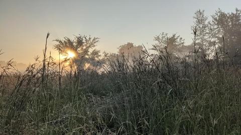 Tallgrass Prairie at sunrise in August 2020