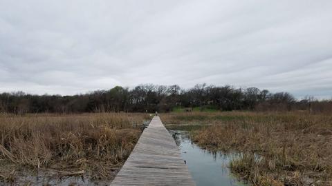 Boardwalk through the constructed wetlands