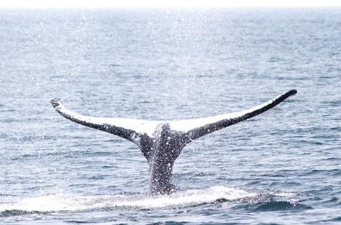 Humpback whale calf, Jeffrey's Ledge