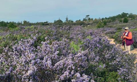 Parker Flat trails with blooming Ceanothus thyrsiflorus (March)