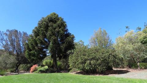 Leaning Pine Arboretum 2