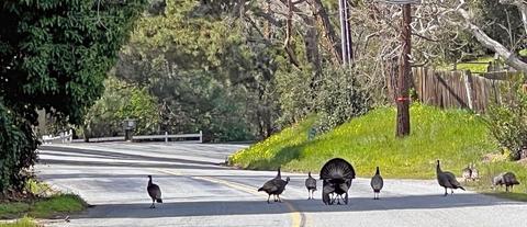Wild Turkey displaying in middle of San Benancio Road