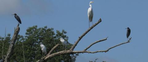 Great Egret and Little Blue Herons at Apple Creek