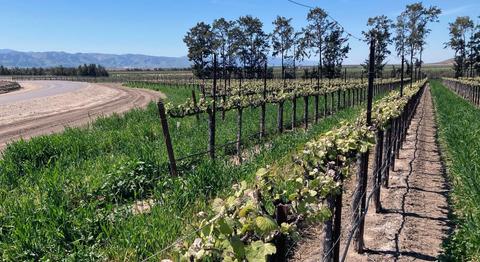 Vineyards and ag land at the west end of Wildhorse Road