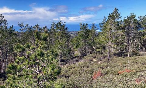 Monterey Pines and patches of chaparral characterize SFB Morse Botanical Reserve that overlooks the sea