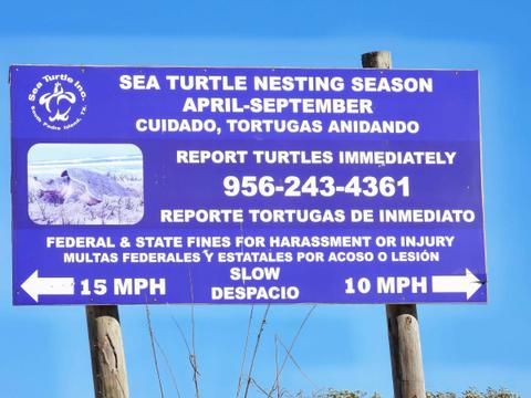 Turtle nesting season information