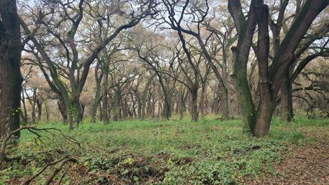 The Buffington Tract features large areas of riparian oak woodland similar to those found just across the Stanislaus River in Caswell Memorial State Park.
