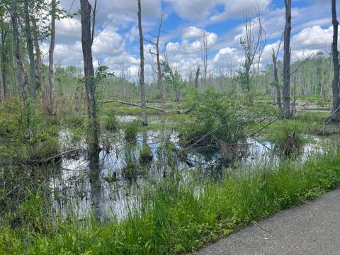 Namozine Creek swamp