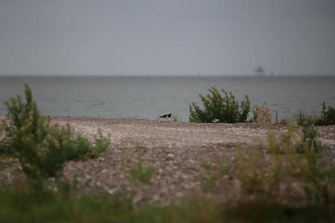 An American Oystercatcher on the shell beach at Robbin's Park