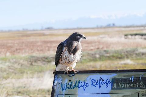Monte Vista NWR- Swainson's hawk