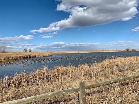 Stearns Lake attracts lots of geese in the winter, such as seen in this photo from November.
