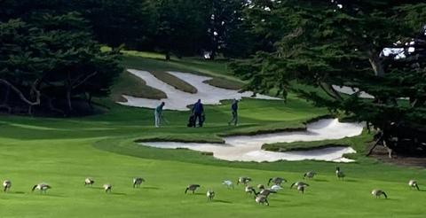 Cypress Point private golf couse with 3 species of geese (Jan 2023), viewed from 17 Mile Drive near Fanshell Beach