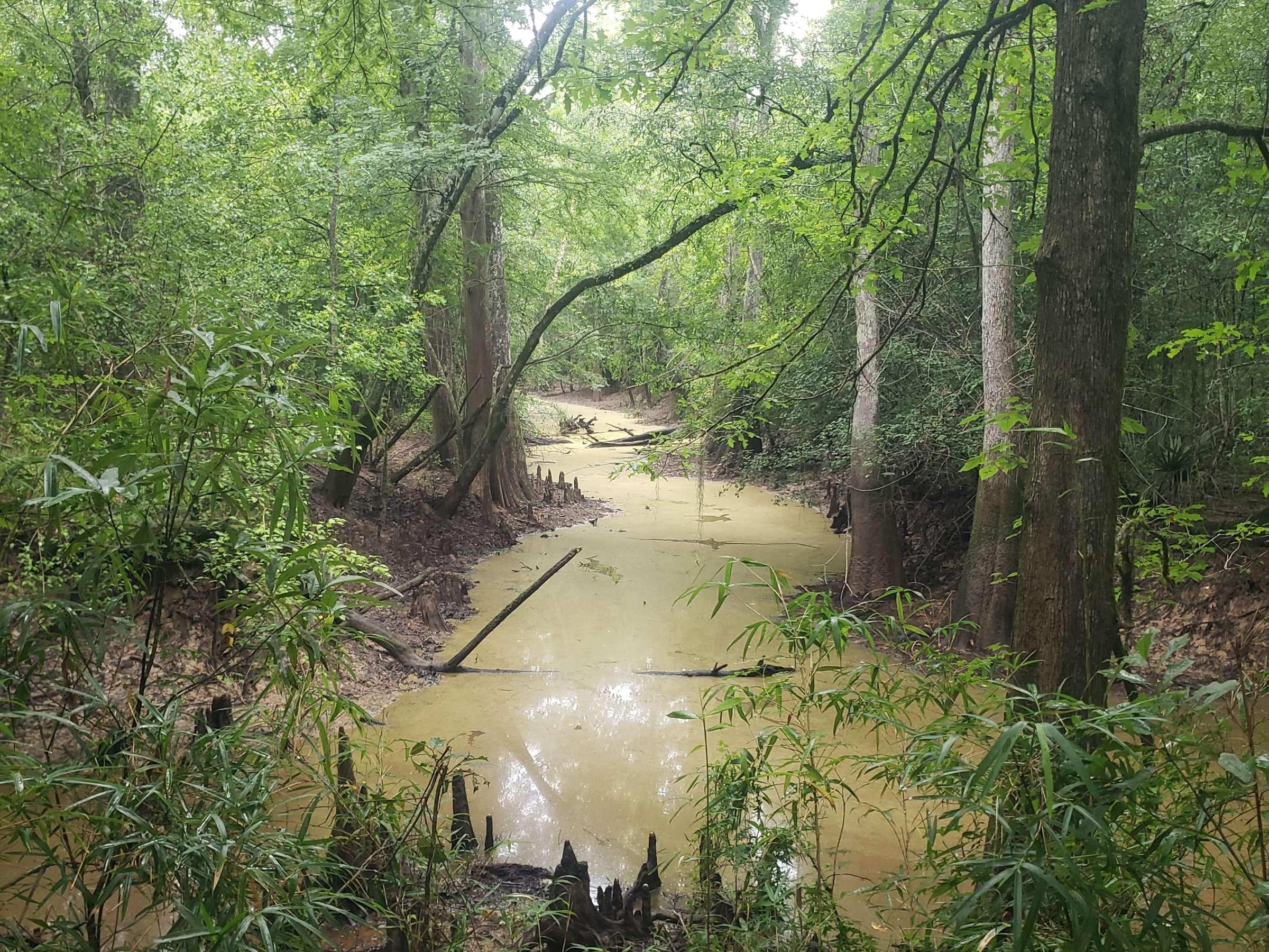 Pearl River WMA--Honey Island Swamp - St. Tammany, Louisiana, US ...