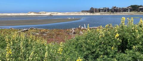 Pajaro River mouth, Monterey County side (Dunes Colony in distance in Santa Cruz Co.; June 2022)