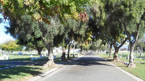 Santa Maria Cemetery - Olive Trees