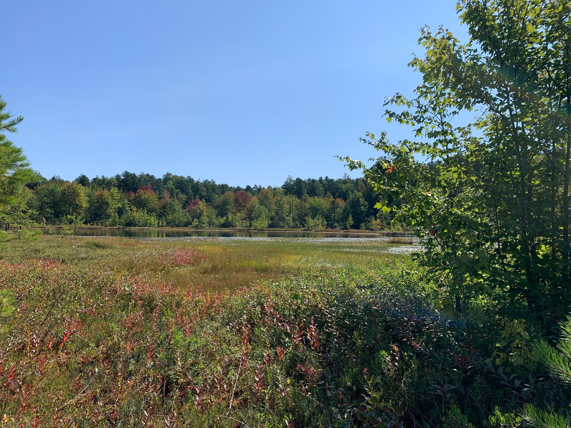 Ponemah Bog Wildlife Sanctuary, Amherst Hillsborough, New Hampshire