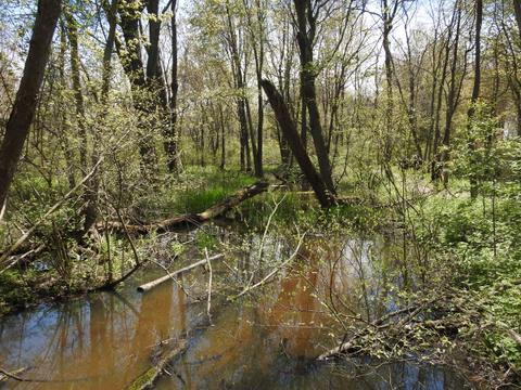 Flooded maple swamp, Woodland Nature Trail, Point Pelee NP, Essex Co., ON, 12 May 2017