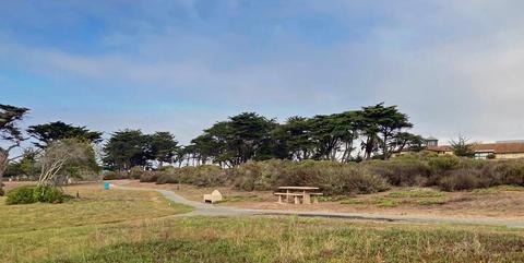 Locke-Padden Park's central area, with benches, picnic table, paths, open areas, scrub, and lines of cypresses; library at far right