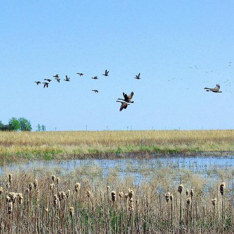 Harrier Marsh in Fall migration