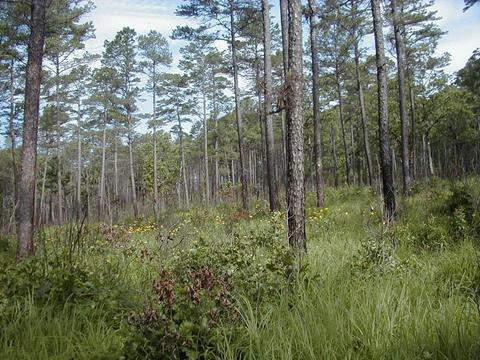 Shortleaf Pine-Bluestem Grass Ecosystem Management Area