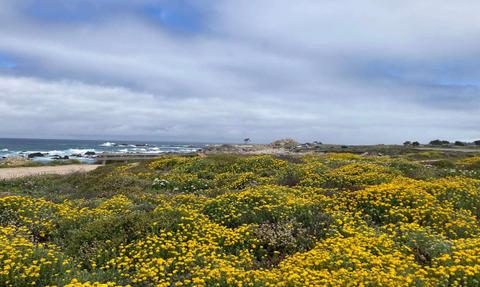 Summer flowers along 17 Mile Drive, looking north towards China Rock and Pt. Joe at distance