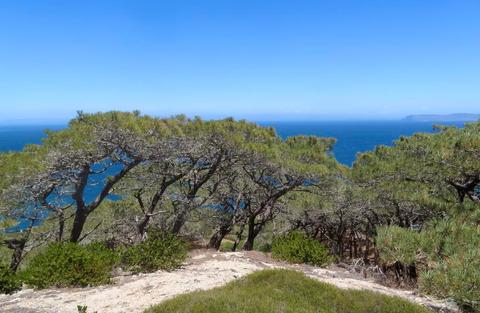 Santa Rosa Island Torrey Pines