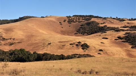 Hills at Tinta Corrals, brushy grassland with oaks, Jalama Road--South slope