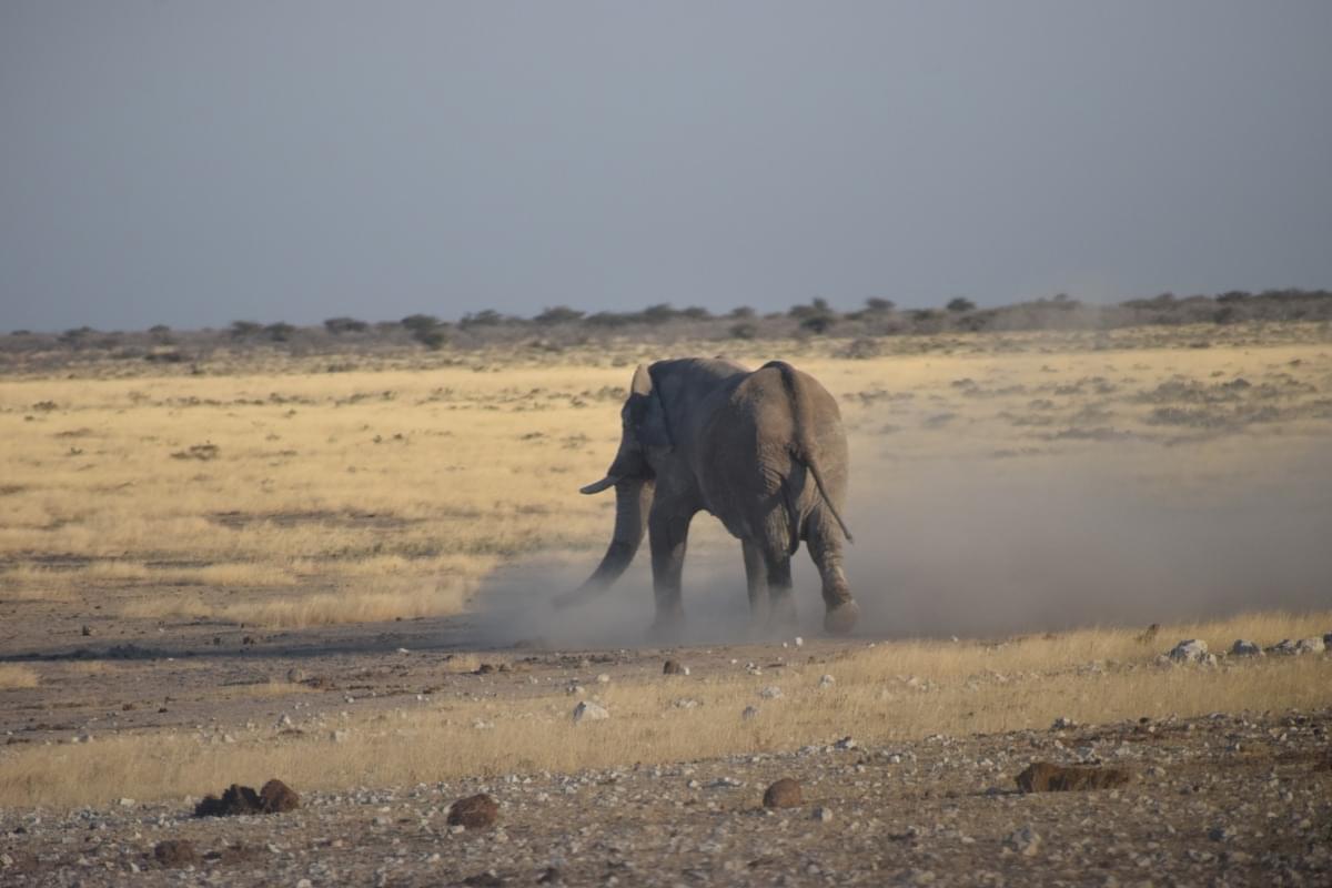 Elephant in Etosha