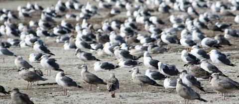 gulls loafing near the landfill