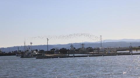 View of the marina looking back from the jetty.    Note the flock of Marbled Godwits in flight. 
