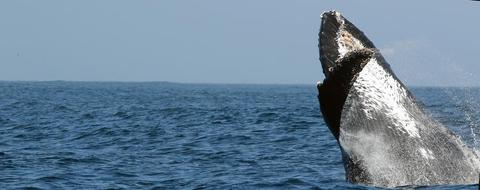 Humpback breaching offshore