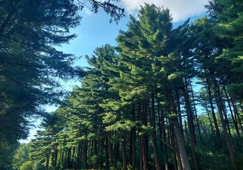 View of the E. White Pine Forest at the Primary Day-Use Area