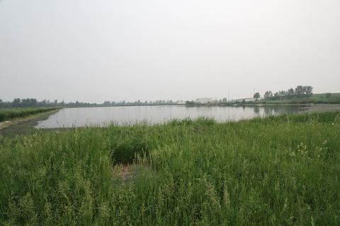 Lindsay Sewage Lagoons, southeast cell, 6 June 2023