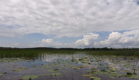 Canoeing through the marsh with Black Terns overhead.