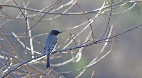vagrant Eastern Phoebe in lakeside riparian at Upper Carr Lake