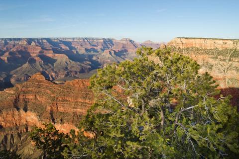 The overlook provides a unique view of the vegetation along the canyon