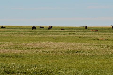 Bison in prairie dog town, with Long-billed Curlew.  May, 2021