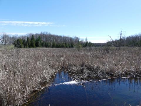 Hammer Family Nature Preserve--East (Kawartha Land Trust) - View of cattail marsh looking south from Elim Lodge Rd.