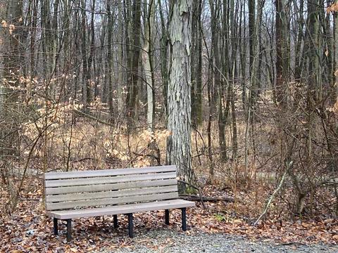Bench on trail through woods