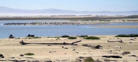 Gull flock on sandbars in Salinas River mouth lagoon