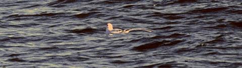 Red-billed Tropicbird at Davidson Seamount (Oct 1987)