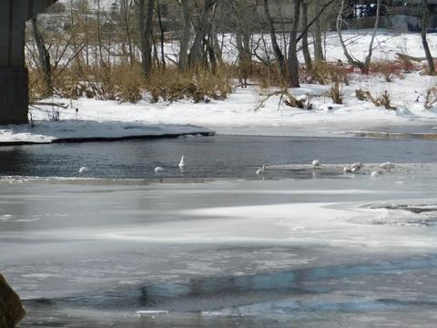 Dam tends to remain ice free creating good habitat for overwintering waterfowl