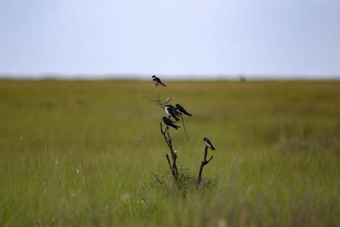 Migrating Swallows take a break on the Yellow Rail Prairie after making landfall