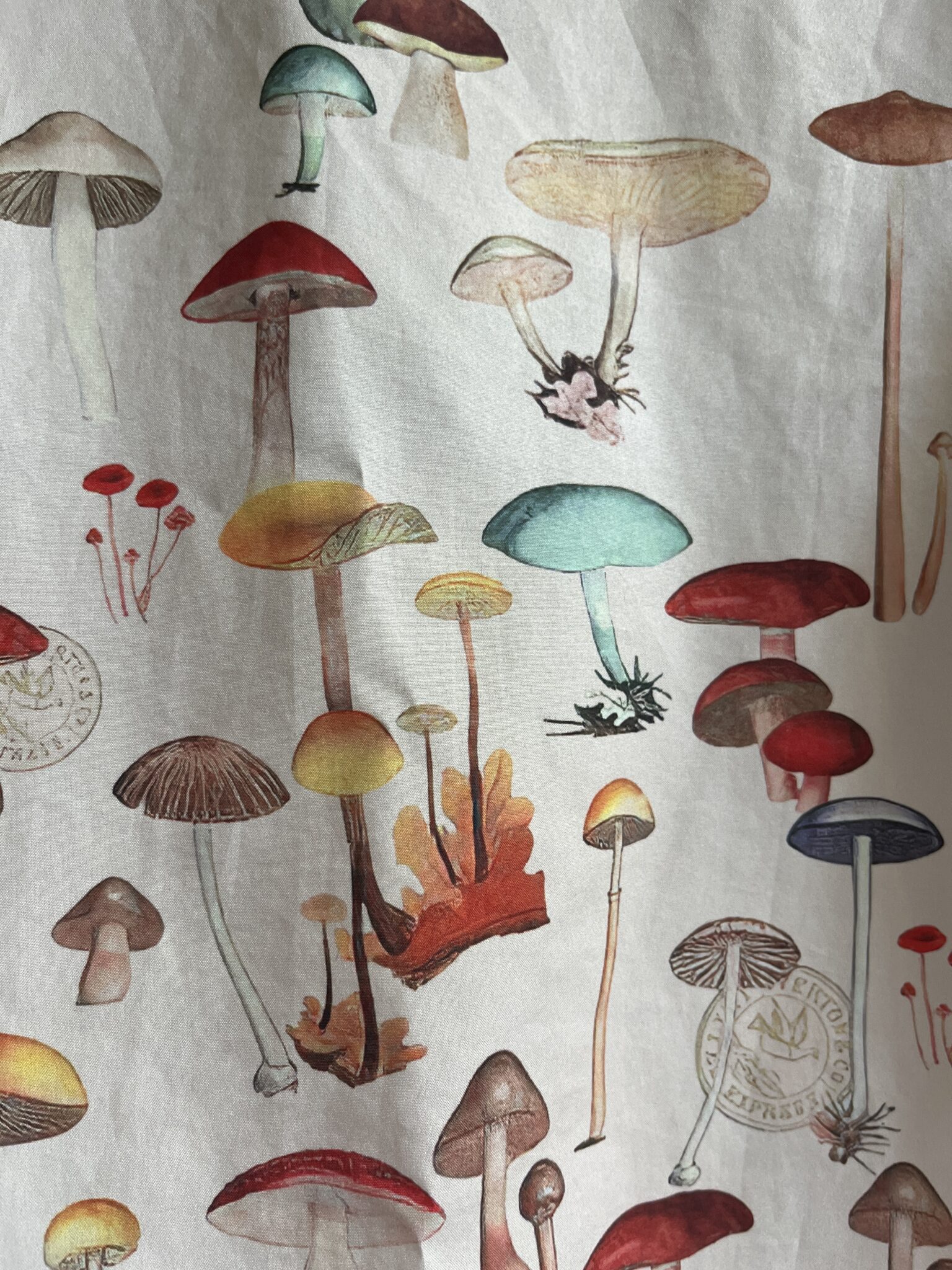Image for Chemise Champis!