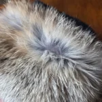 Thumbnail for Elegant gloves in tan leather and fur, lined with 3M Thinsulate.