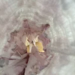 Thumbnail for Flower Romper